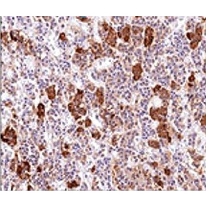 ACTH (Adrenocorticotrophic Hormone)(AH26), CF488A conjugate, 0.1mg/mL