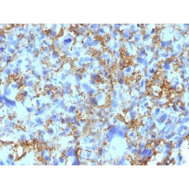 HLA-DRB(LN-3), CF488A conjugate, 0.1mg/mL