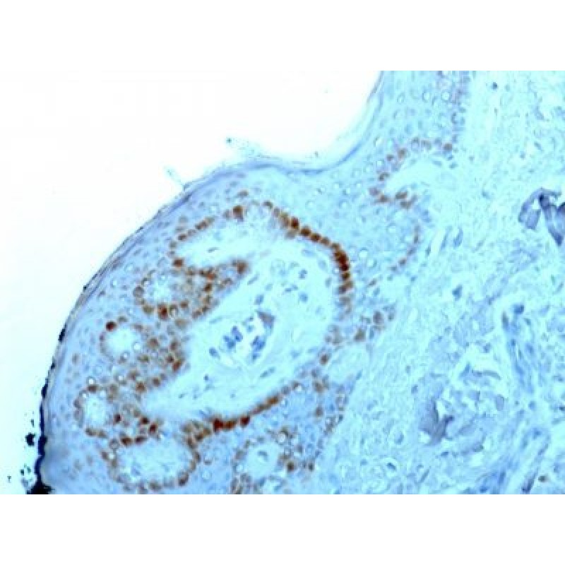 Nucleolar / Nucleoli(NM95), CF488A conjugate, 0.1mg/mL
