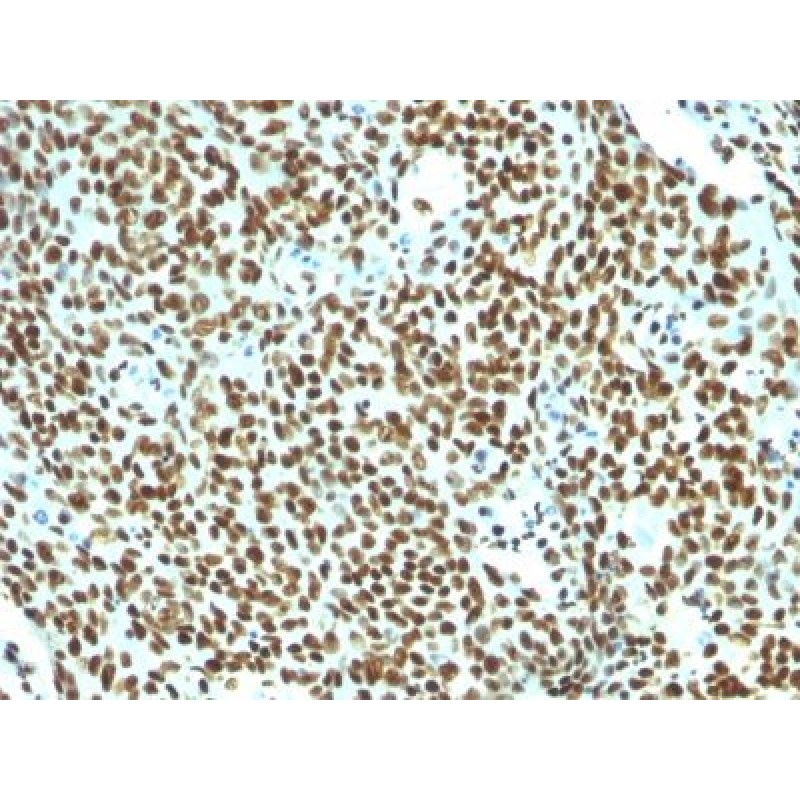 Human Nuclear Antigen(NM106), CF488A conjugate, 0.1mg/mL
