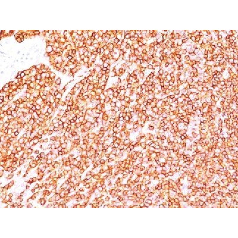 CD45RB(BRA-11G), CF488A conjugate, 0.1mg/mL