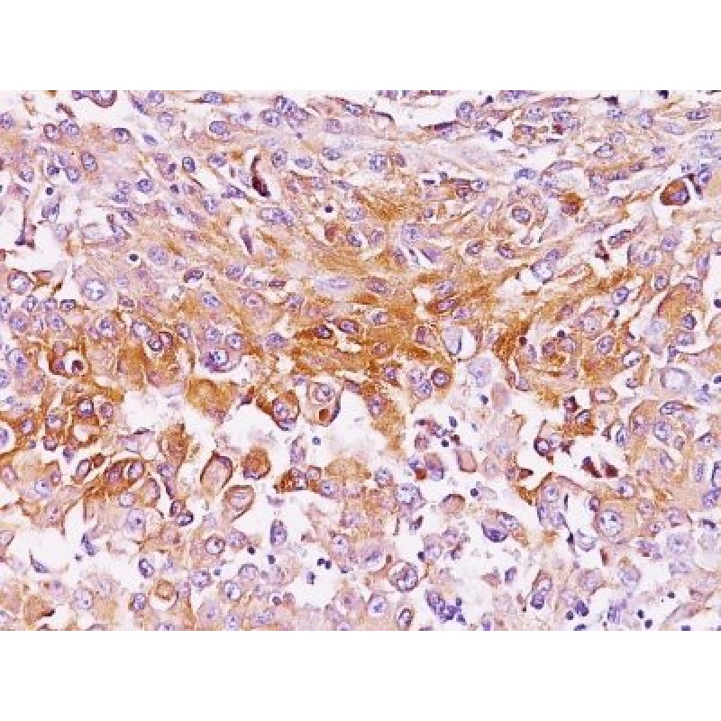 Pmel17 / gp100 / SILV(NKI-beteb), CF488A conjugate, 0.1mg/mL