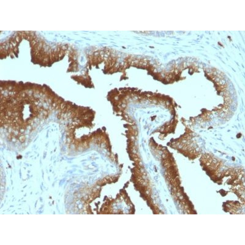CD53(161-2), CF488A conjugate, 0.1mg/mL