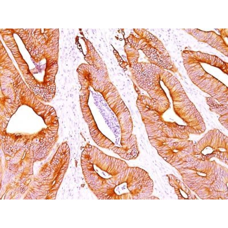 Cytokeratin, pan(AE-1 / AE-3), CF488A conjugate, 0.1mg/mL