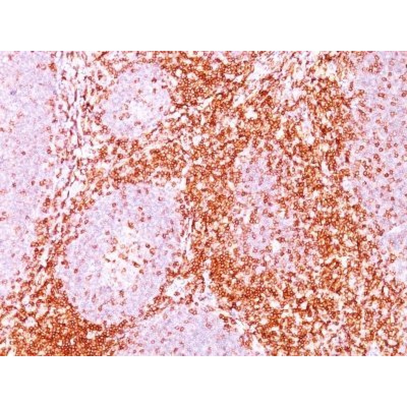 CD6(C6/372), CF488A conjugate, 0.1mg/mL