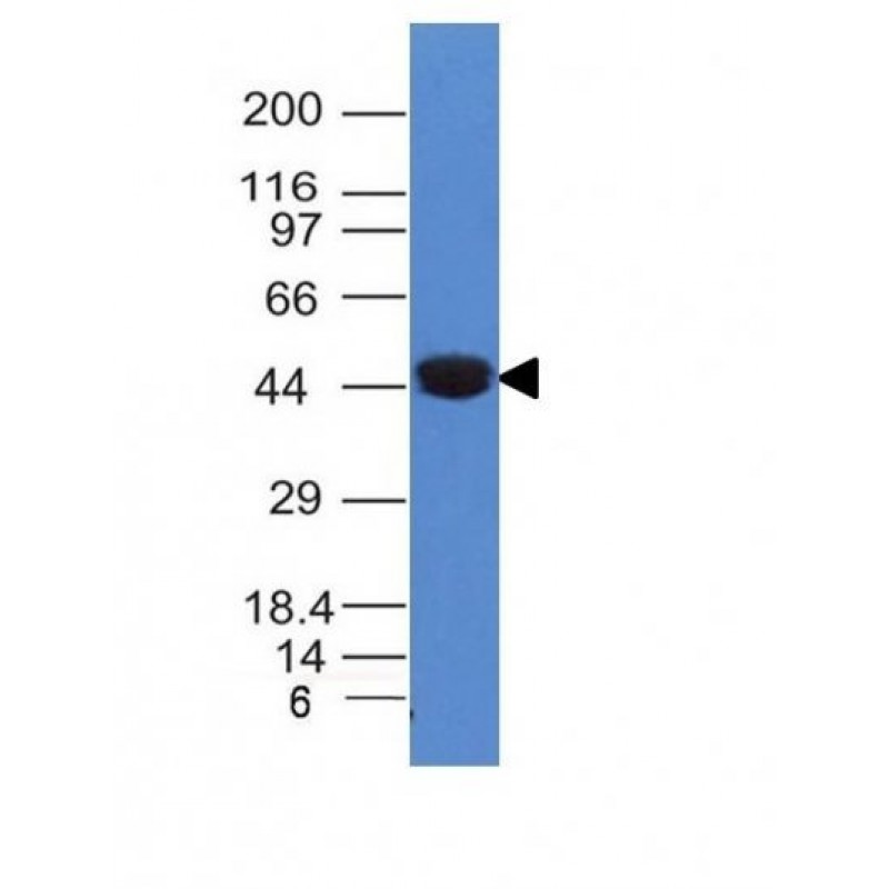 Cytokeratin 8(K8/383), CF488A conjugate, 0.1mg/mL