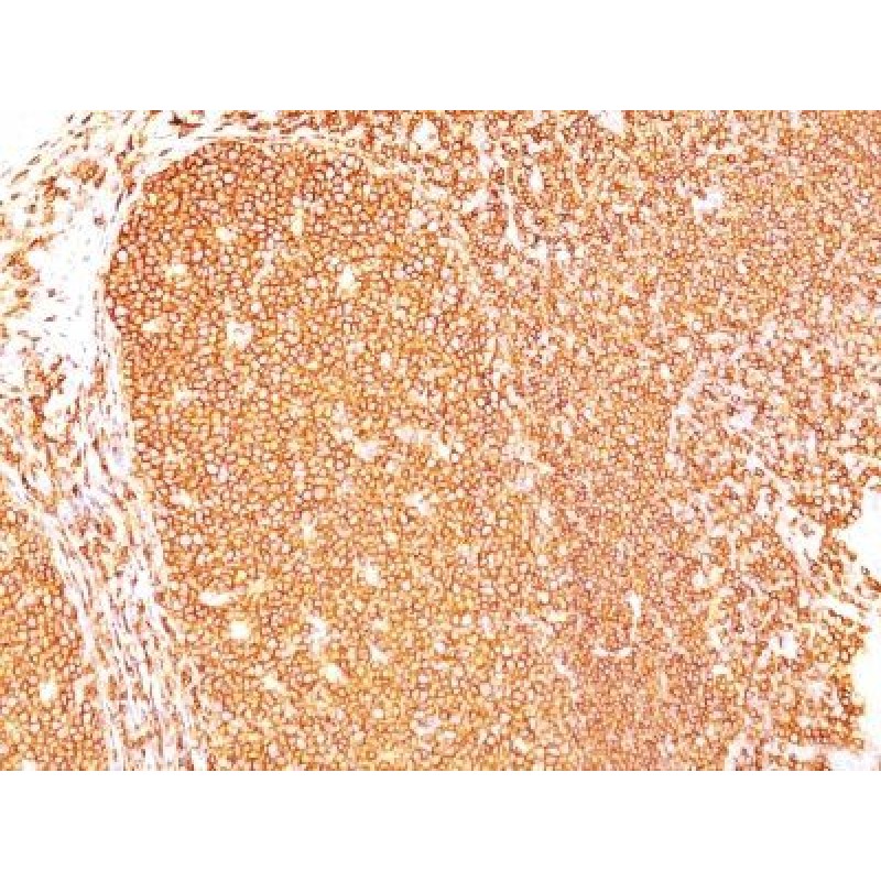 CD45RB(PD7/26), CF488A conjugate, 0.1mg/mL