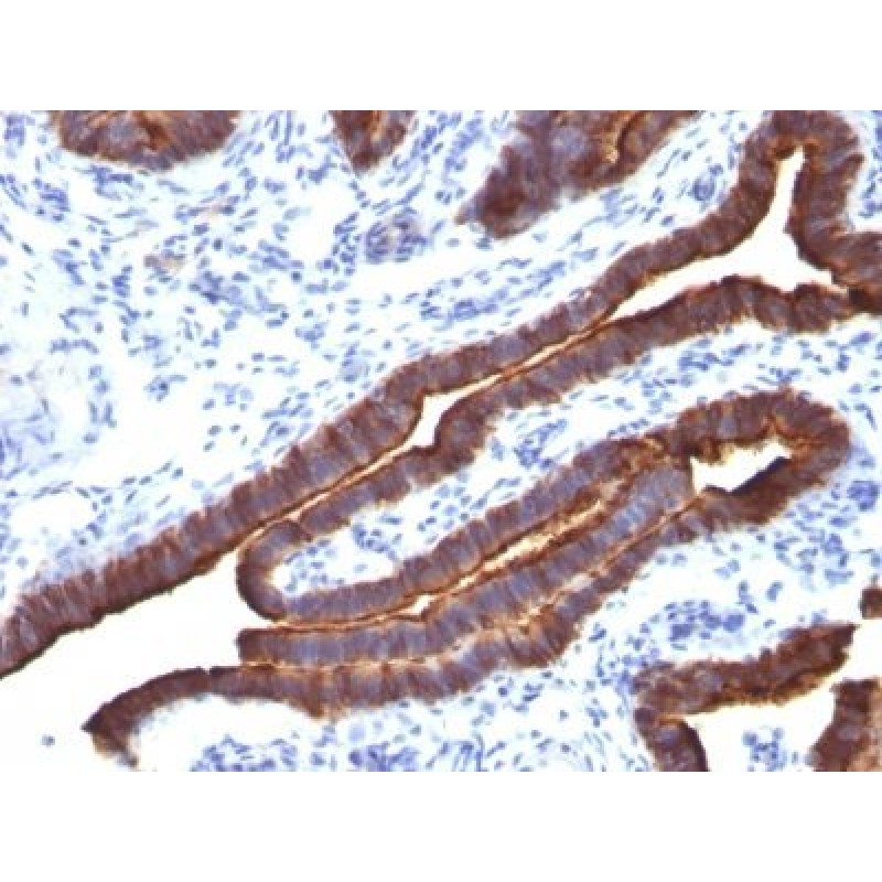 Mucin 1 / EMA / Episialin / CD227(MUC1/520), CF488A conjugate, 0.1mg/mL