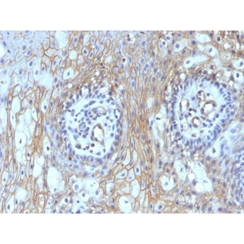 CD59 (heavy chain of Protectin)(MACIF/629), CF488A conjugate, 0.1mg/mL