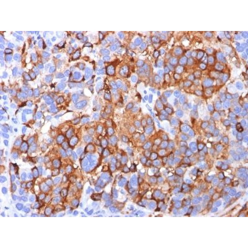 MART-1 / Melan-A(A103), CF488A conjugate, 0.1mg/mL