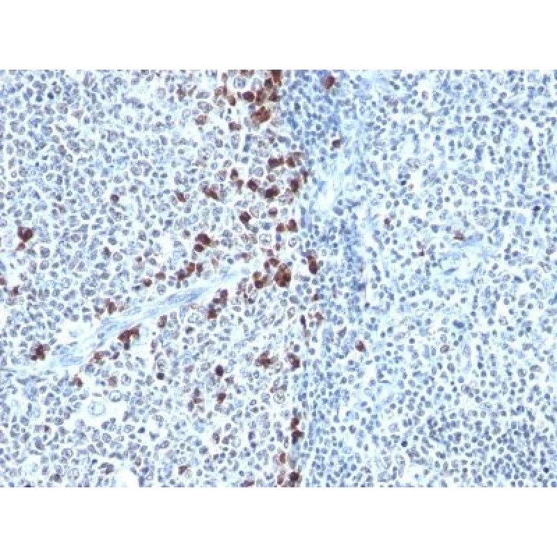 Human Kappa Light Chain(HP6053), CF488A conjugate, 0.1mg/mL