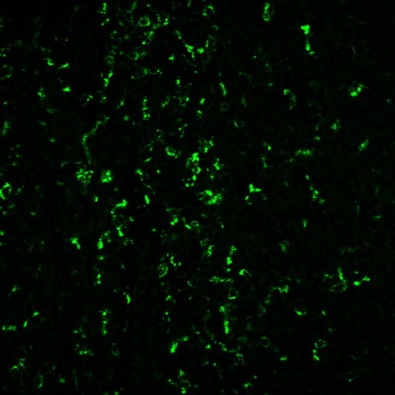 CD68(C68/684 + KP1), CF488A conjugate, 0.1mg/mL