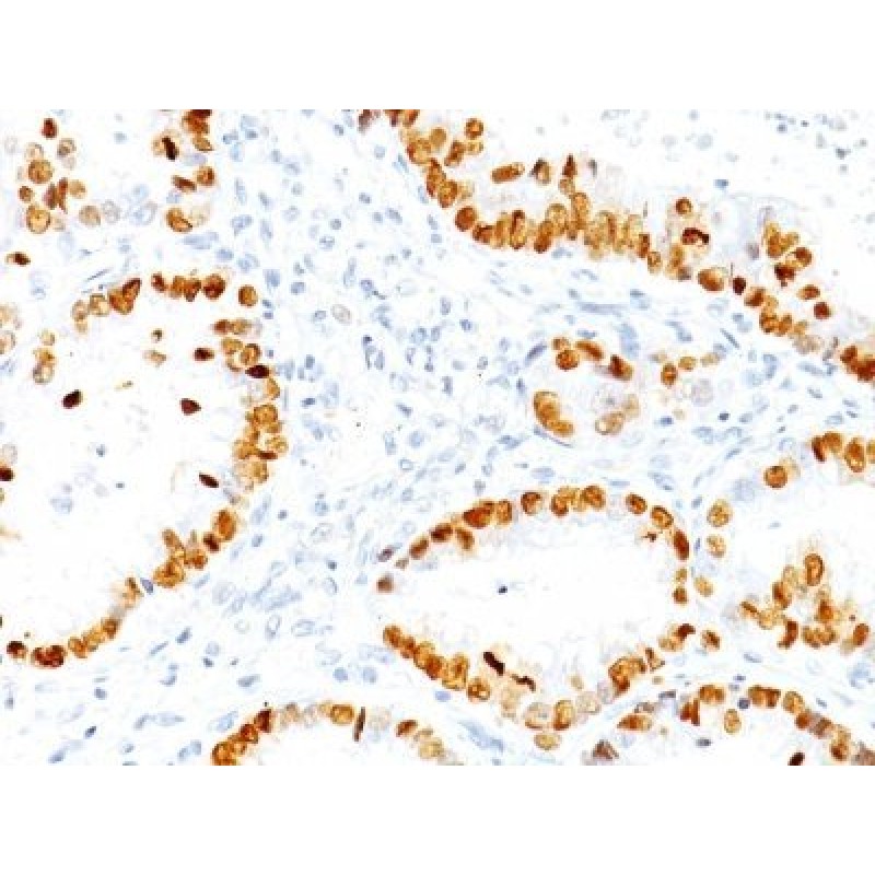 TTF-1 / NKX2.1(NX2.1/690), CF488A conjugate, 0.1mg/mL
