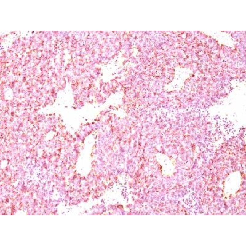 Chromogranin A(LK2H10 + PHE5), CF488A conjugate, 0.1mg/mL