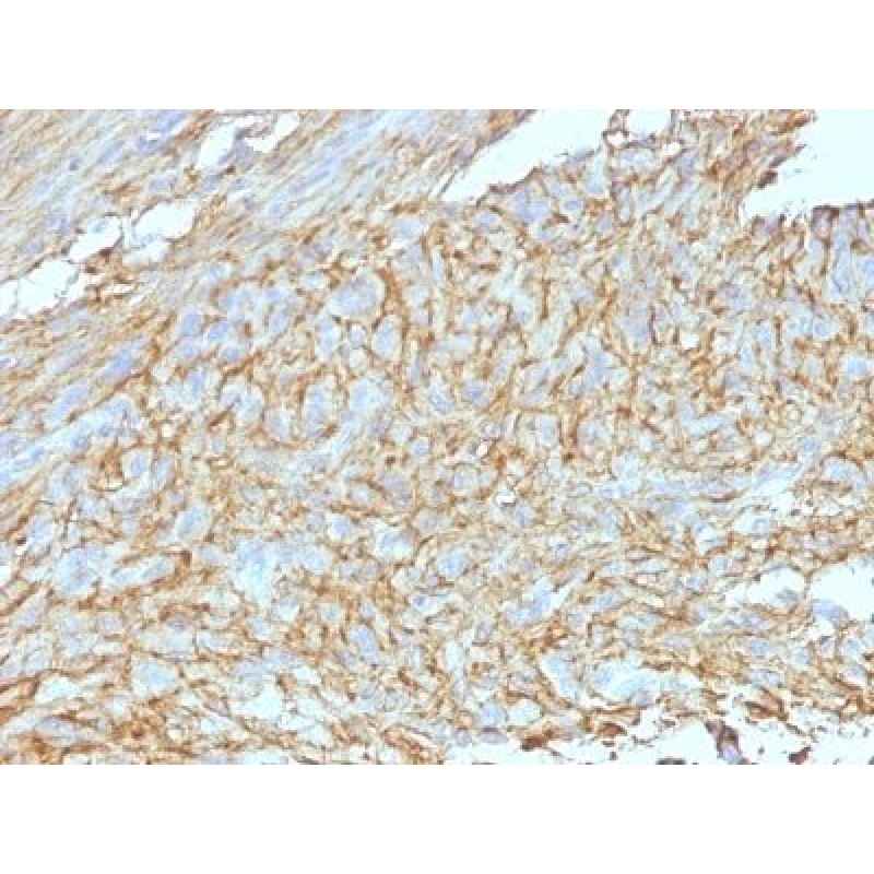 DOG-1(DG1/447 + DOG1.1), CF488A conjugate, 0.1mg/mL