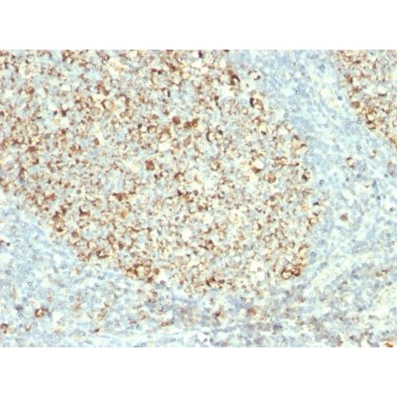 Mitochondrial Marker(MTC02), CF488A conjugate, 0.1mg/mL