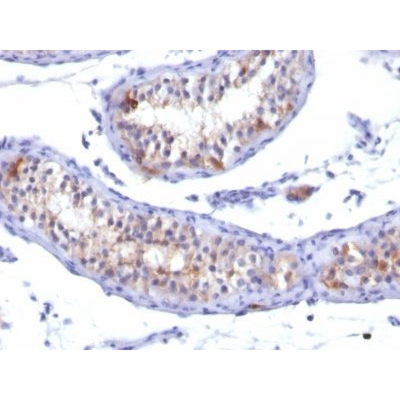Prolactin Receptor(PRLR/742), CF488A conjugate, 0.1mg/mL