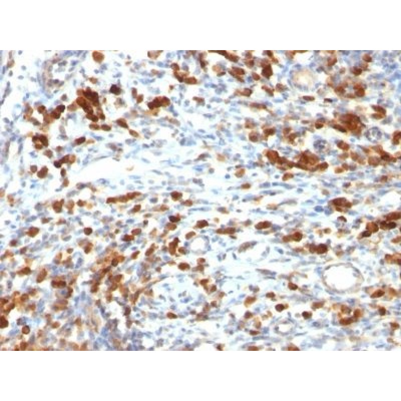 CD79a(IGA/764), CF488A conjugate, 0.1mg/mL
