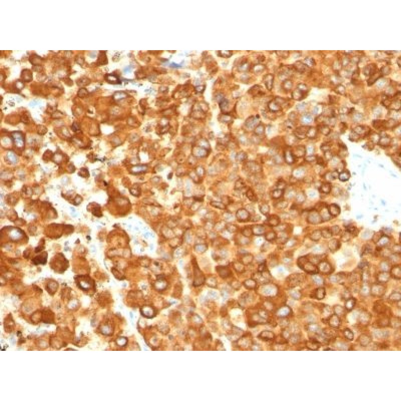 Pmel17 / gp100 / SILV(PMEL/783), CF488A conjugate, 0.1mg/mL
