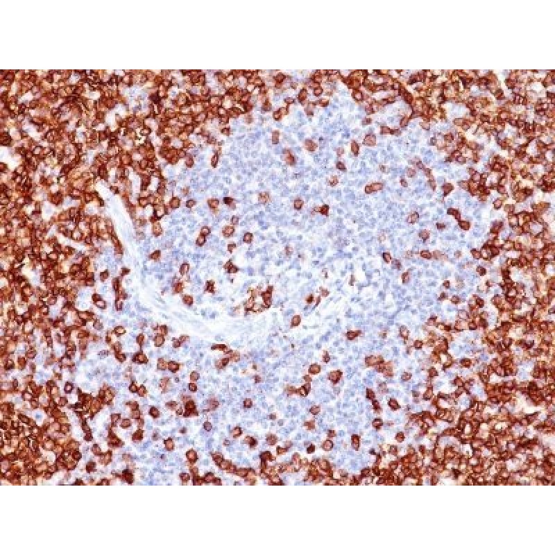 CD45RO(T200/797), CF488A conjugate, 0.1mg/mL