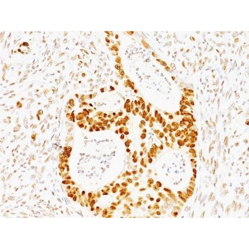 p53(TRP/817), CF488A conjugate, 0.1mg/mL
