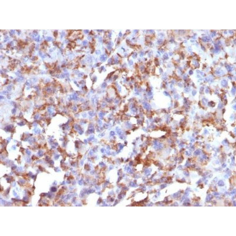 CD68(LAMP4/824), CF488A conjugate, 0.1mg/mL