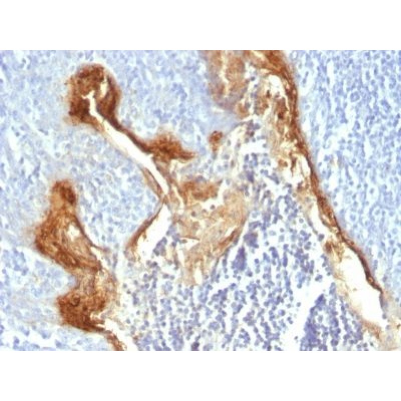 Involucrin(IVRN/827), CF488A conjugate, 0.1mg/mL