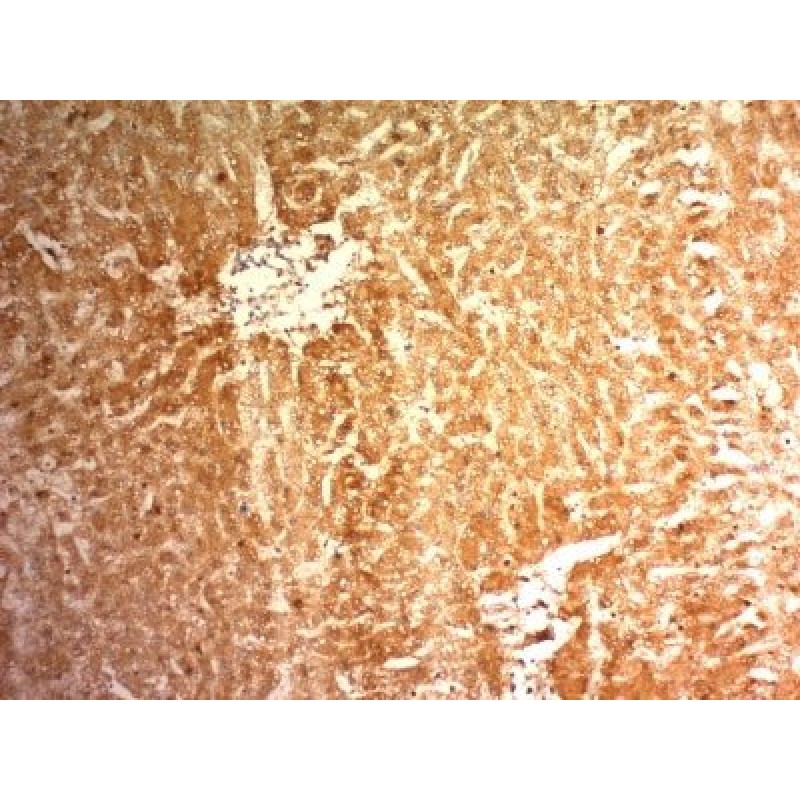 Glypican-3(1G12), CF488A conjugate, 0.1mg/mL