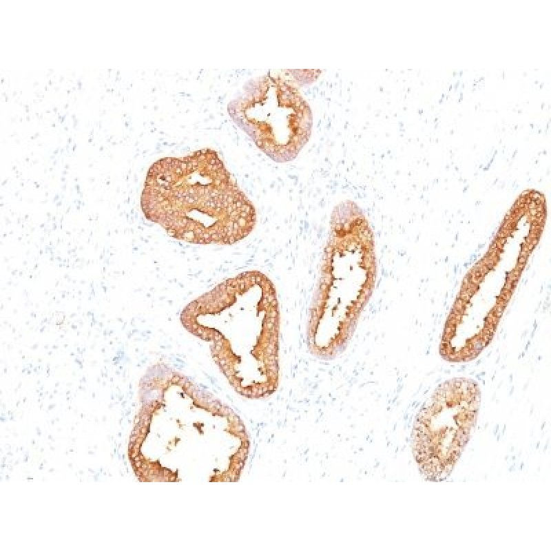 PSA (Prostate Specific Antigen)(A67-B/E3), CF488A conjugate, 0.1mg/mL