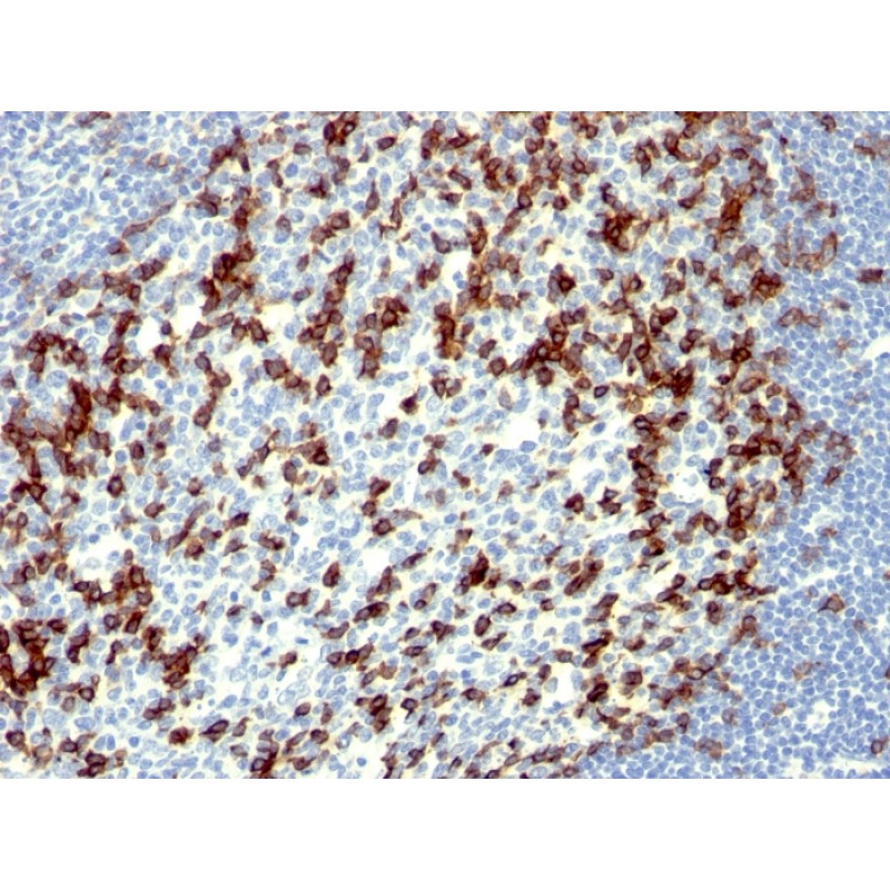 PDCD1 / PD1 / CD279 (Programmed Cell Death 1)(NAT105),  CF488A conjugate, 0.1mg/mL