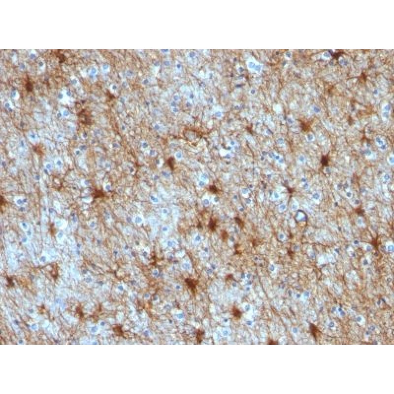 GFAP(GA-5 + ASTRO/789), CF488A conjugate, 0.1mg/mL