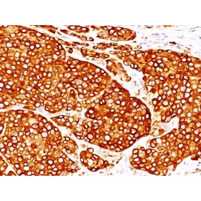 Tyrosinase(T311 + OCA1/812), CF488A conjugate, 0.1mg/mL