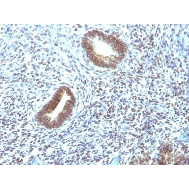 CD46(197-2B1), CF488A conjugate, 0.1mg/mL