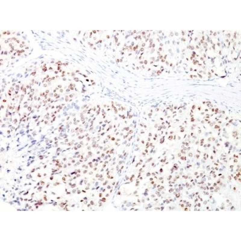 MiTF (Microphthalmia Transcription Factor)(D5 + MITF/915), CF488A conjugate, 0.1mg/mL