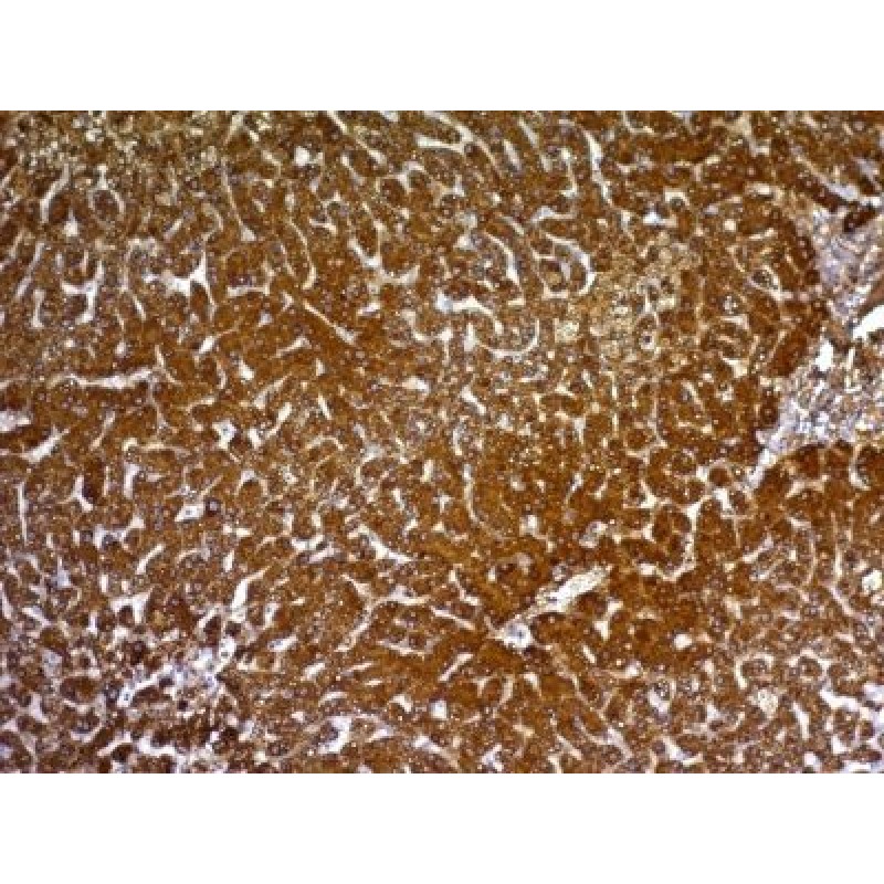 Hepatocyte Specific(HepPar1), CF488A conjugate, 0.1mg/mL