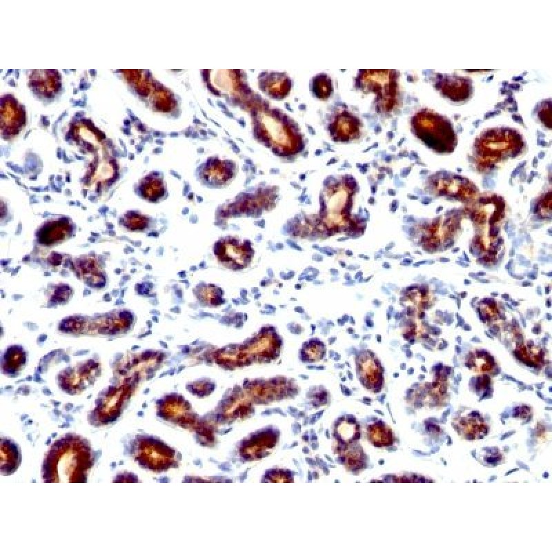 pS2(TFF1/1091), CF488A conjugate, 0.1mg/mL