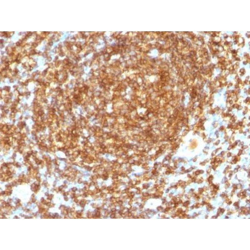 CD45RB(PTPRC/1132), CF488A conjugate, 0.1mg/mL