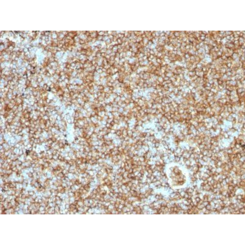 CD45RB(PTPRC/1147), CF488A conjugate, 0.1mg/mL