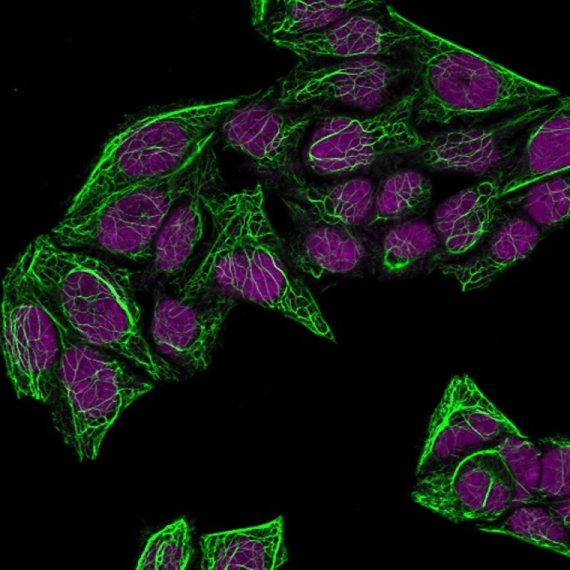 Cytokeratin 7(KRT7/760 + OV-TL12/30), CF488A conjugate, 0.1mg/mL