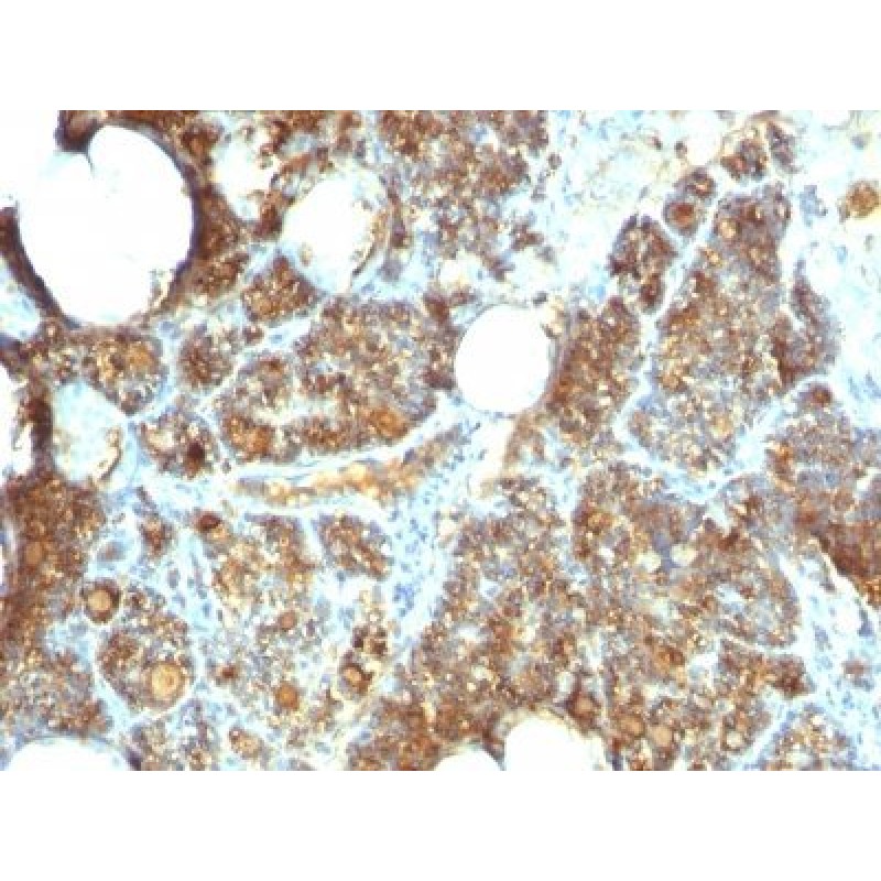 PTH / Parathyroid Hormone (N-Terminal)(PTH/1173), CF488A conjugate, 0.1mg/mL