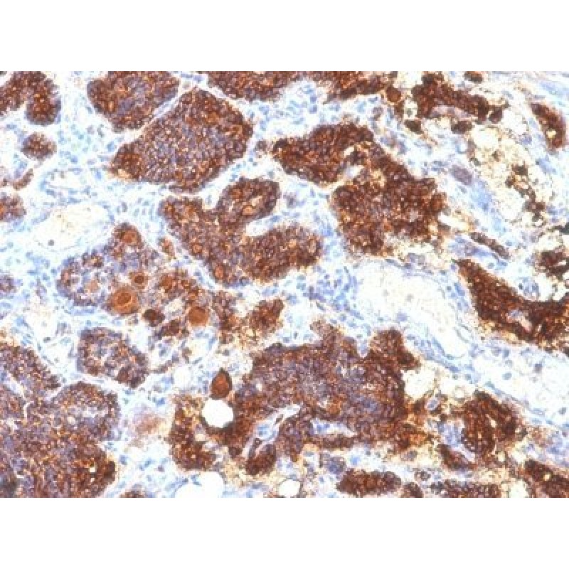 PTH / Parathyroid Hormone (N-Terminal)(PTH/1175), CF488A conjugate, 0.1mg/mL