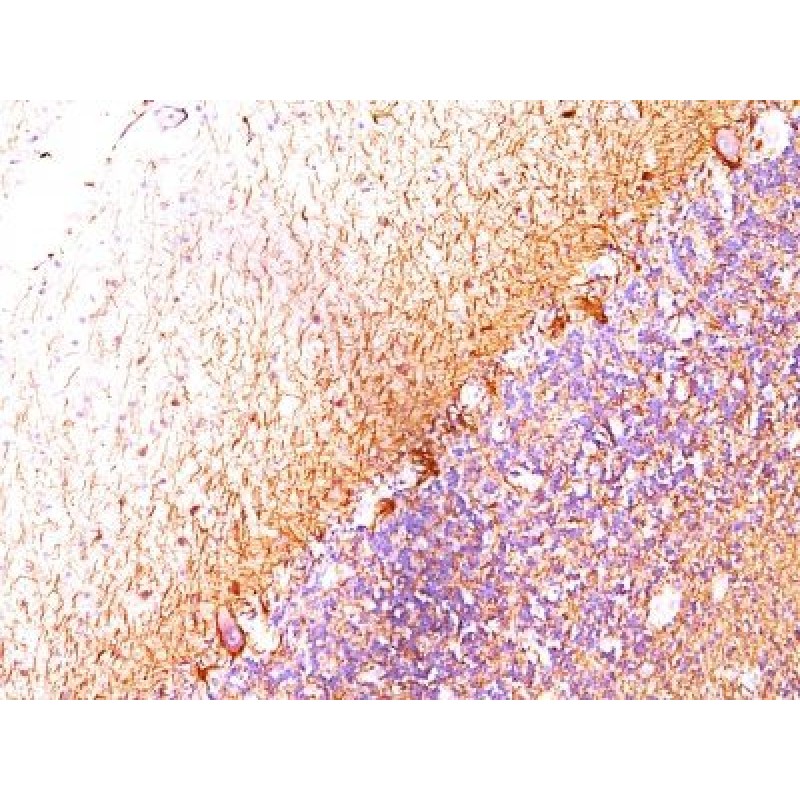 Neurofilament (H+L)(RT-97 + NR-4), CF488A conjugate, 0.1mg/mL