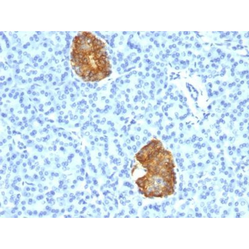 Insulin(E2-E3 + 2D11-H5), CF488A conjugate, 0.1mg/mL