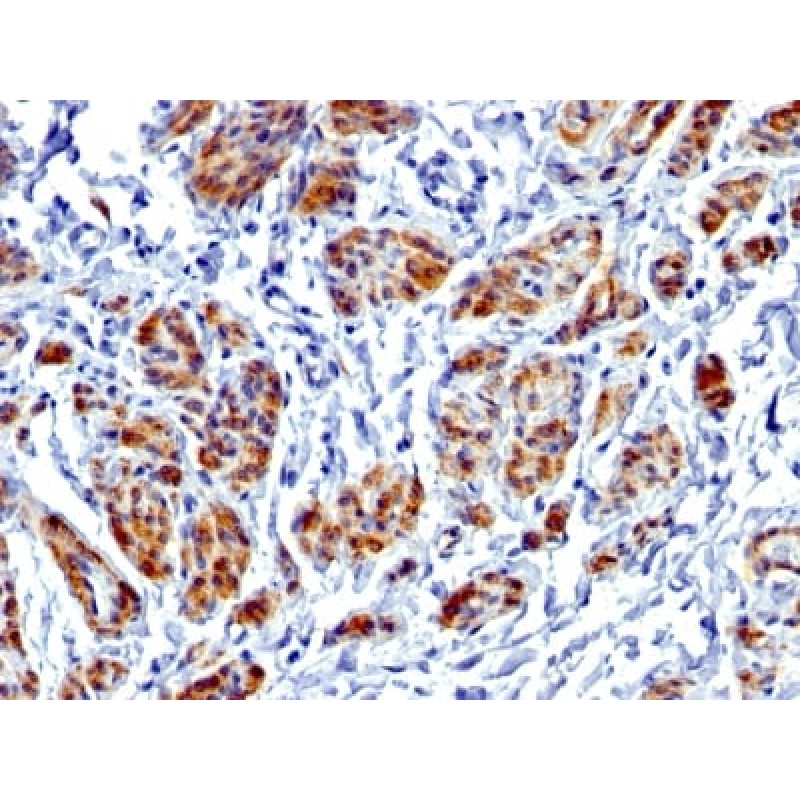 Caldesmon, HMW (h-Caldesmon) (Smooth Muscle Marker) (CALD1/1424R), CF488A conjugate, 0.1mg/mL
