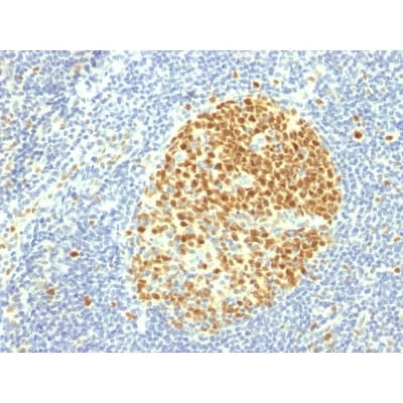 MCM7 (Proliferation Marker) (MCM7/1469), CF488A conjugate, 0.1mg/mL