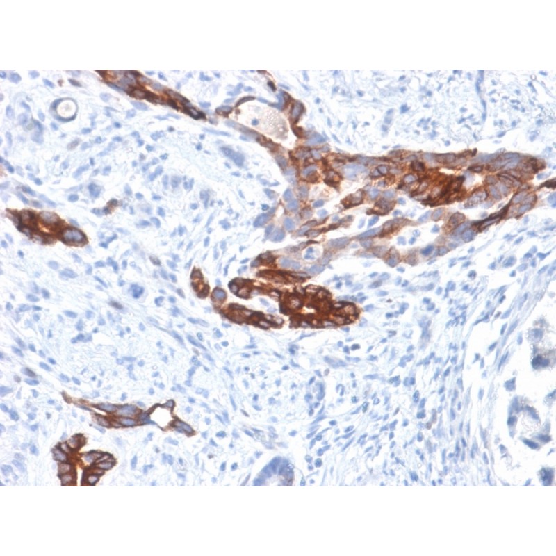 MUC6 (Mucin 6 / Gastric Mucin) (MUC6/1553R), CF488A conjugate, 0.1mg/mL