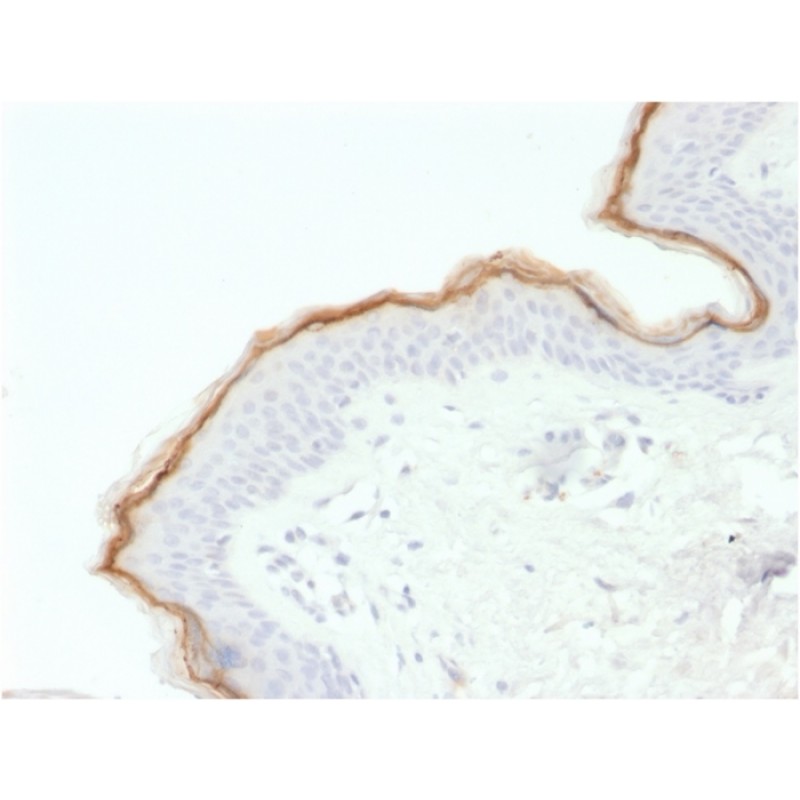 Filaggrin (Keratinocyte Differentiation Marker) (FLG/1563), CF488A conjugate, 0.1mg/mL