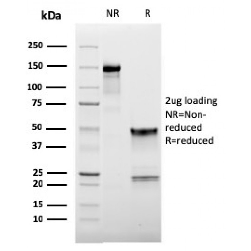 CD62L (L-Selectin)(LAM1-116), CF488A conjugate, 0.1mg/mL