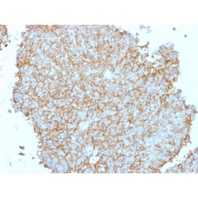 CD99 / MIC2 (Ewing's Sarcoma Marker), CF488A conjugate, 0.1mg/mL
