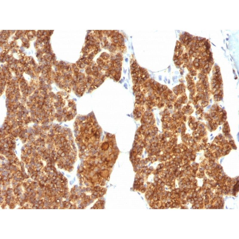 Parathyroid Hormone (PTH) (N-Terminal), CF488A conjugate, 0.1mg/mL
